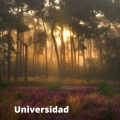 Melquidez oh - Universidad