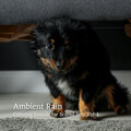 Relaxing Dog Music、Good Dog Music、Dog Radio 1 - Get Relaxed by the Rain