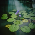 Angie Hawke - Birds by the Pond, Pt.2