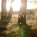 Angie Hawke - Nature Ambience: Morning Time