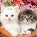 私と猫 - 銀の龍の背に乗って