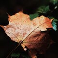 Serene Soundscapes - Rainy Day Meditations