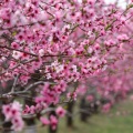 吉祥桃花翎