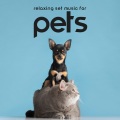 Animal Melody Wizard - Animal Wellness