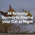 36 Relaxing Sounds to Soothe your Cat at Night