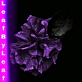Dj Panda Boladao、Panda Records、DS Banks - Leaf By Leaf (feat. Ds Banks)