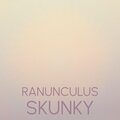 Eryl Wiek、Arief Nele - Ranunculus Skunky