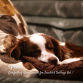 Nature & Rainforest Sounds Collective、Calm Pets Music Academy、School of Rain - Sleep Music Heavy Rain