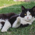 Relax My Kitten、Doggy Music、Dog Radio 1 - Sleepy Sky