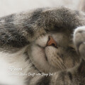 4Paws: Ambient Music Drift into Sleep Vol. 1