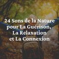 Nature Sounds - Zen Nature