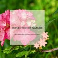 Reflection Of Nature - Spa Music For Soul Purification And Inner Peace