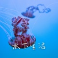 流浪、美丽的夏威夷、治愈水下声音 - 自由