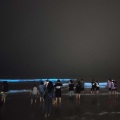 王魁 - 伤心太平洋