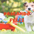 MUSICOTERAPIA PARA PERROS - HABITACION TRANQUILA
