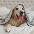 Calm Dog Music、Sleepy Pets、Relax My Kitten - Chakra Meditation Balancing