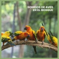 Sonidos De Aves - Sonidos de Aves en el Bosque