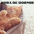 PARA GATO - GATITO DORMIDO