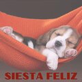 MÚSICA PARA CACHORROS - MENEANDO LA COLA