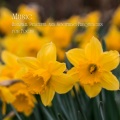 Brainwave Music、Focusity、Music for Focus and Concentration - Insomnia Music