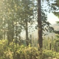 Kina Grannis - Yellow