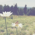 Kina Grannis - You Are My Sunshine