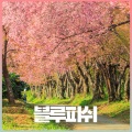 Blue Fish、해미시 - 벚꽃이 내려앉은 길