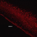 Mogo、Renzo - Track 02