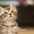 Music for Relaxing Cats、Piano Cat、Sleepy Pets - Raining on Mondays