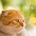 고양이가 사는 숲 (Cat Forest)