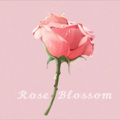 Rose Blossom