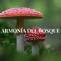 MUSICA DEL BOSQUE - CORAZONADAS DE LA NATURALEZA