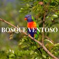 MUSICA DEL BOSQUE - VENTOSO