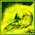 Jib - PLAGUE