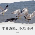 看看海鸥,吹吹海风