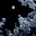 北风轻吹夜巷