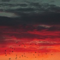Elman、Fara、Турпал Абдулкеримов - Зари