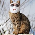 Cat Balad (Explicit)