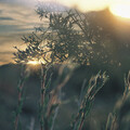 Ecotono (Original)