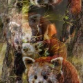 Refocusing Scarphs - Wolfram
