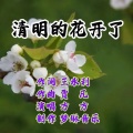 清明的花开了