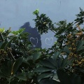 穆皇 - 可能否 (0.8x)