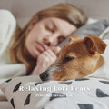 Hip Hop Lofi、Relaxing Pet Music、Puppy Music - Peaceful Soul