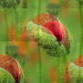 Pachysandra Readers - Compartmented