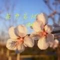 信晗 - 歌曲:花开忘忧