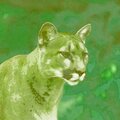 Fein - Animals Are Innocent (Explicit)