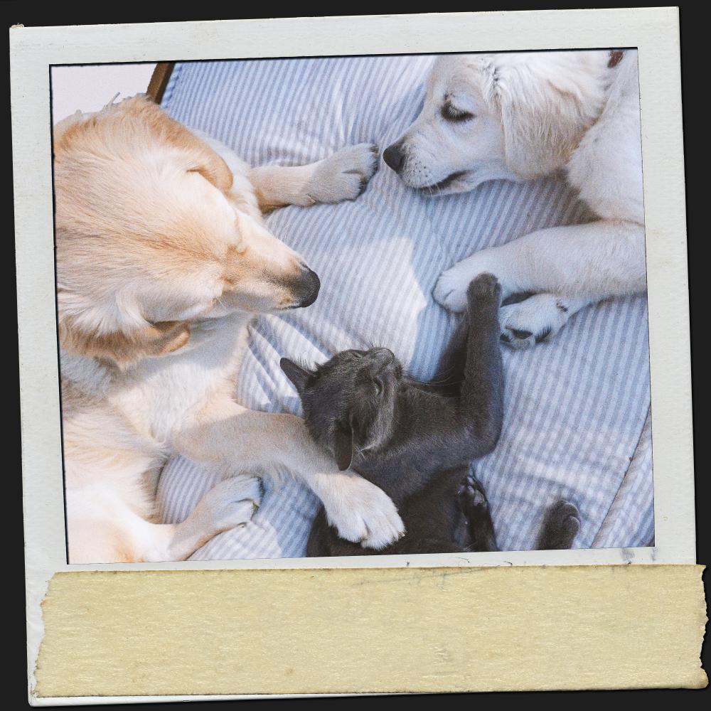 Relajacion、Dog Relaxation、RelaxMyCat - Chat rêveur