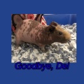 William Suss、Lil Reb、Dunebuggy Girl - West Pico (feat. Lil Reb & Dunebuggy Girl)