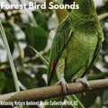 Forest Bird Sounds - Relaxing Nature Ambient Music Collection, Vol. 02