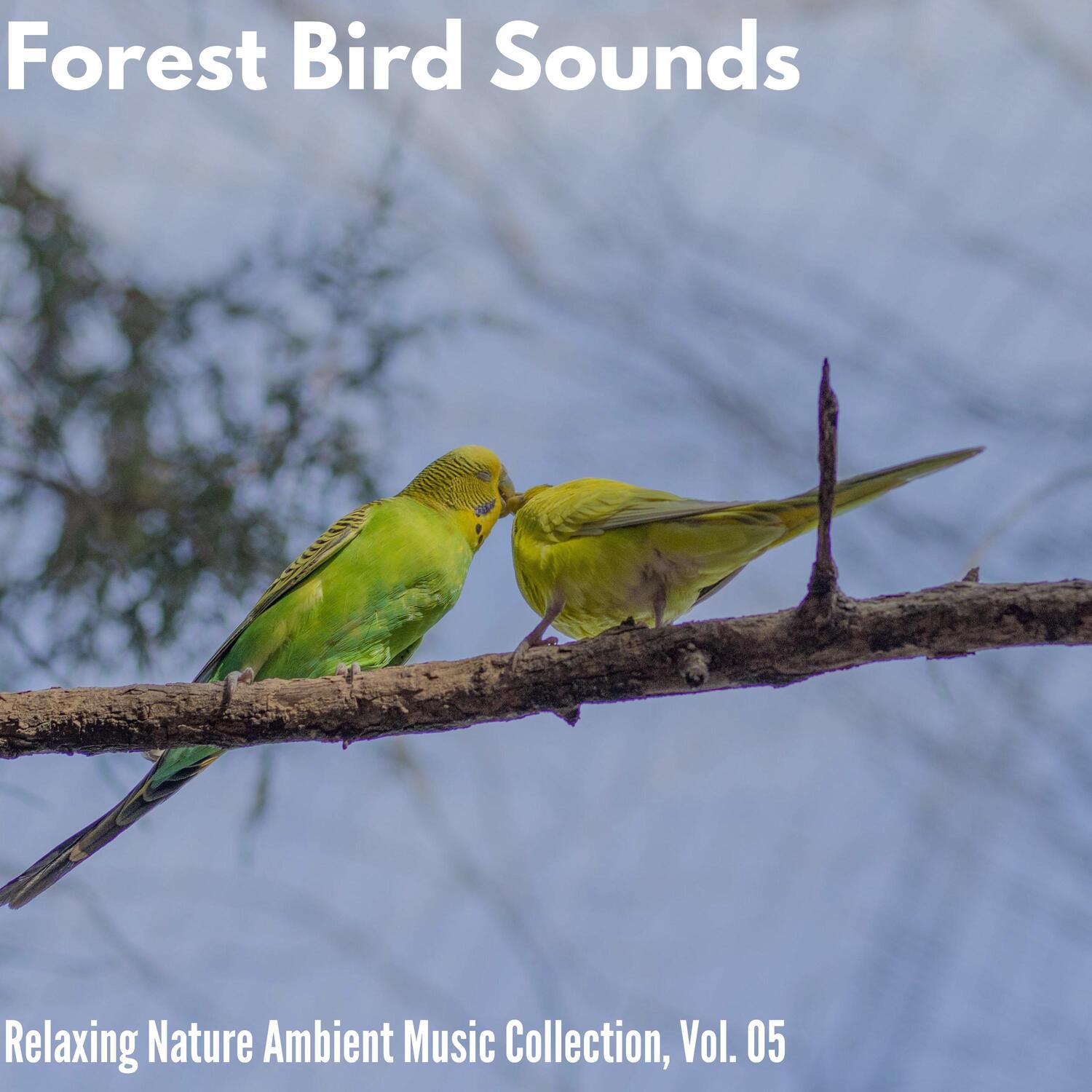 Jordon Whales Nature - Honeyed Songbirds